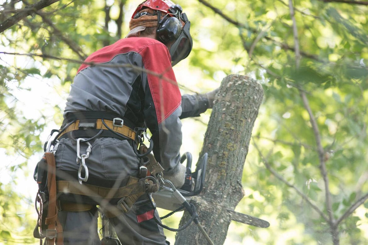 The Hallmarks of a Good Tree Surgeon